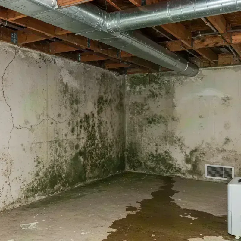 Professional Mold Removal in Butler, MO